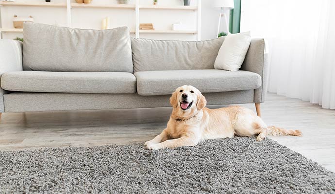 A Golden Retriever lying on a grey shag rug in a modern living room