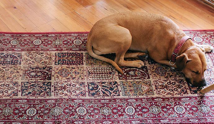 A tan dog resting on an ornate red-patterned rug
