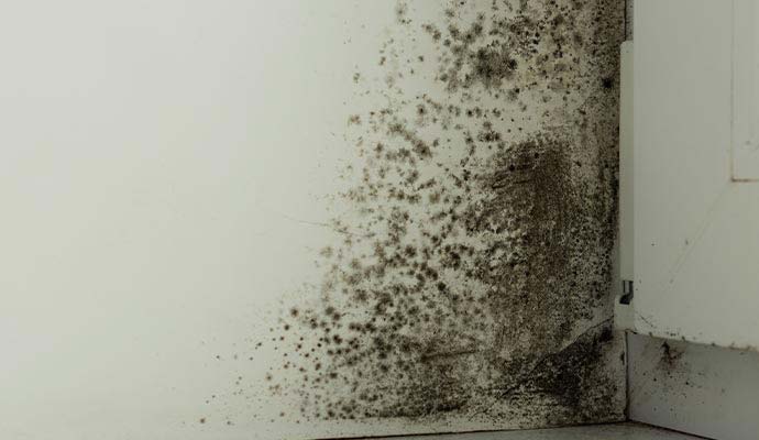 Black mold damage wall