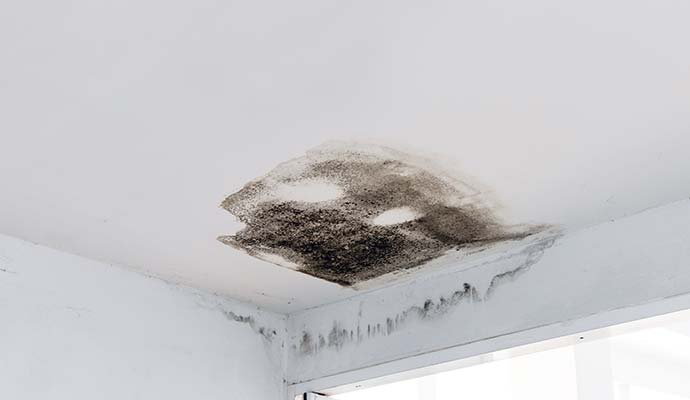 Black mold damaged ceiling