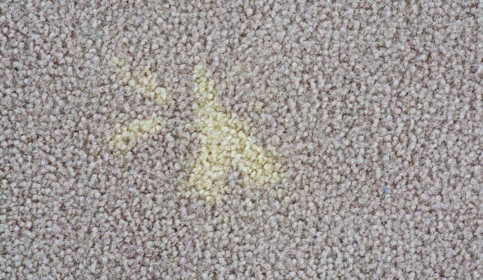 Bleach spot on carpet