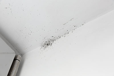 What Happens During Mold Removal