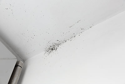 Mold Inspections