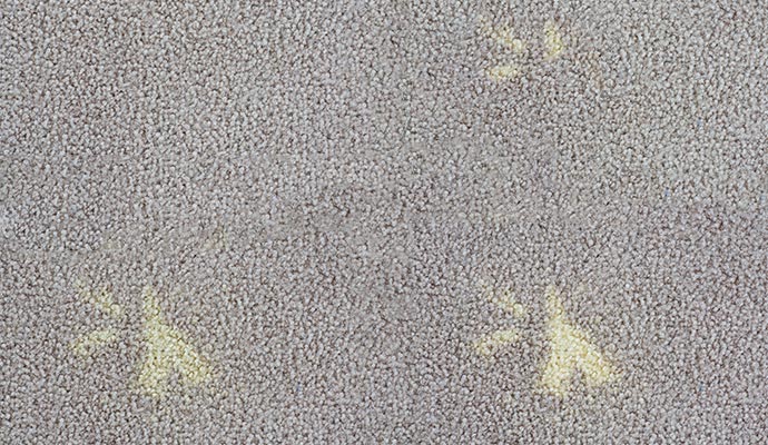 Discolored carpet due to chemical damage