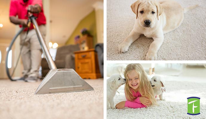 carpet cleaning services by teasdalefenton