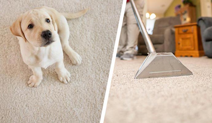 removing pet stain from carpet