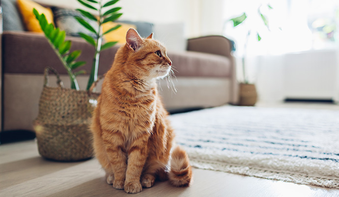 Cat sitting beside area rug in living room