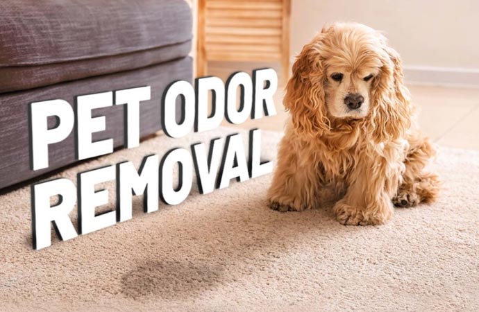 Cleaning Pet Accidents on Your Rug