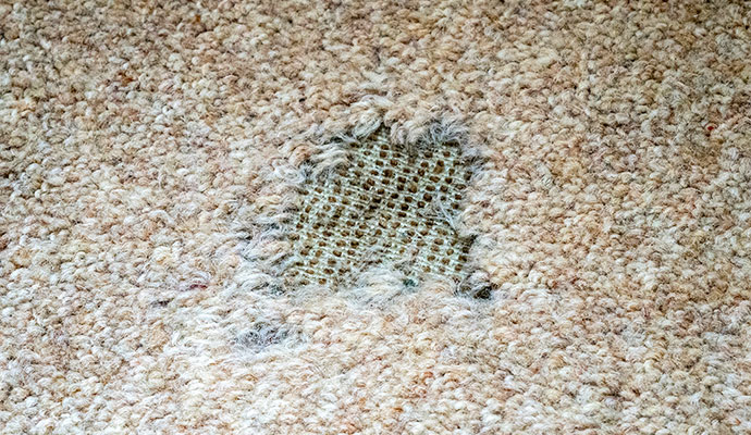 Close-up of moth damage on rug fibers