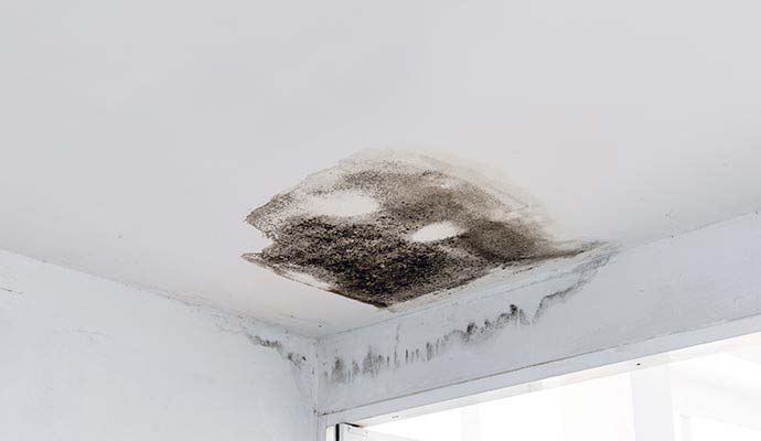 Microbial growth and visible stain spread across a drywall ceiling