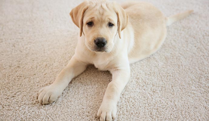 puppy lying on the carpet