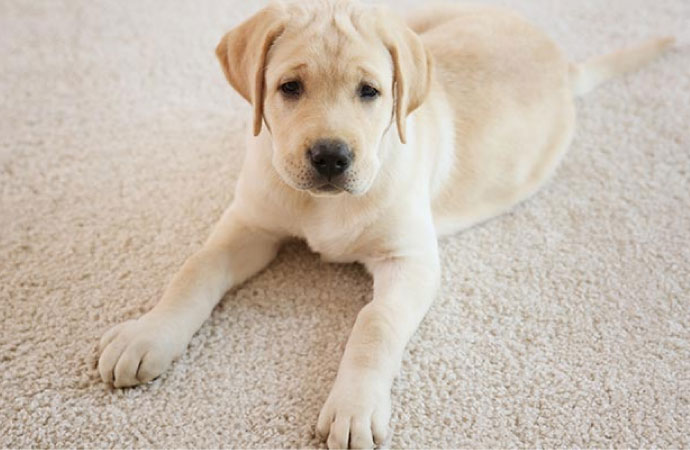 Cute puppy lying on carpet