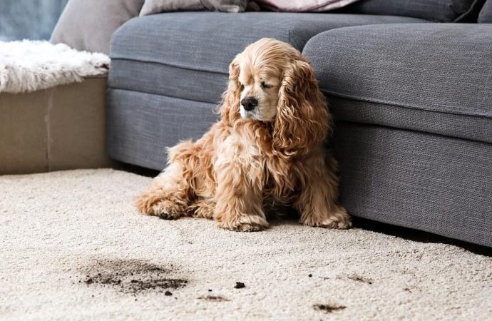 Damages Created by Pet Urine, Pet Stains, & Pet Odors 