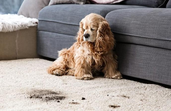 Damages Created by Pet Urine, Pet Stains, & Pet Odors 