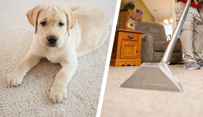deep cleaning carpet allergens in Cincinnati