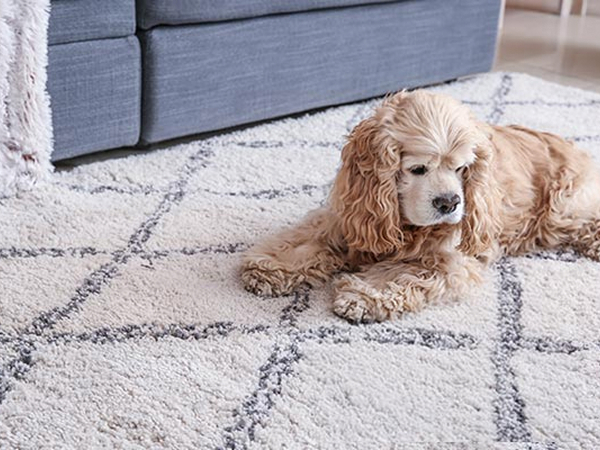 Pet dog sitting on a clean rug