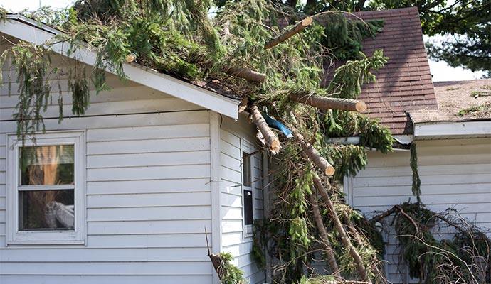 A large tree has fallen onto the white shingle roof