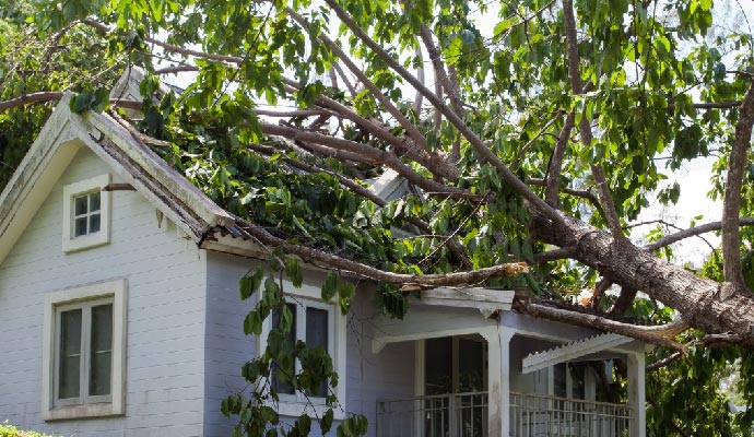 Wind damaged property