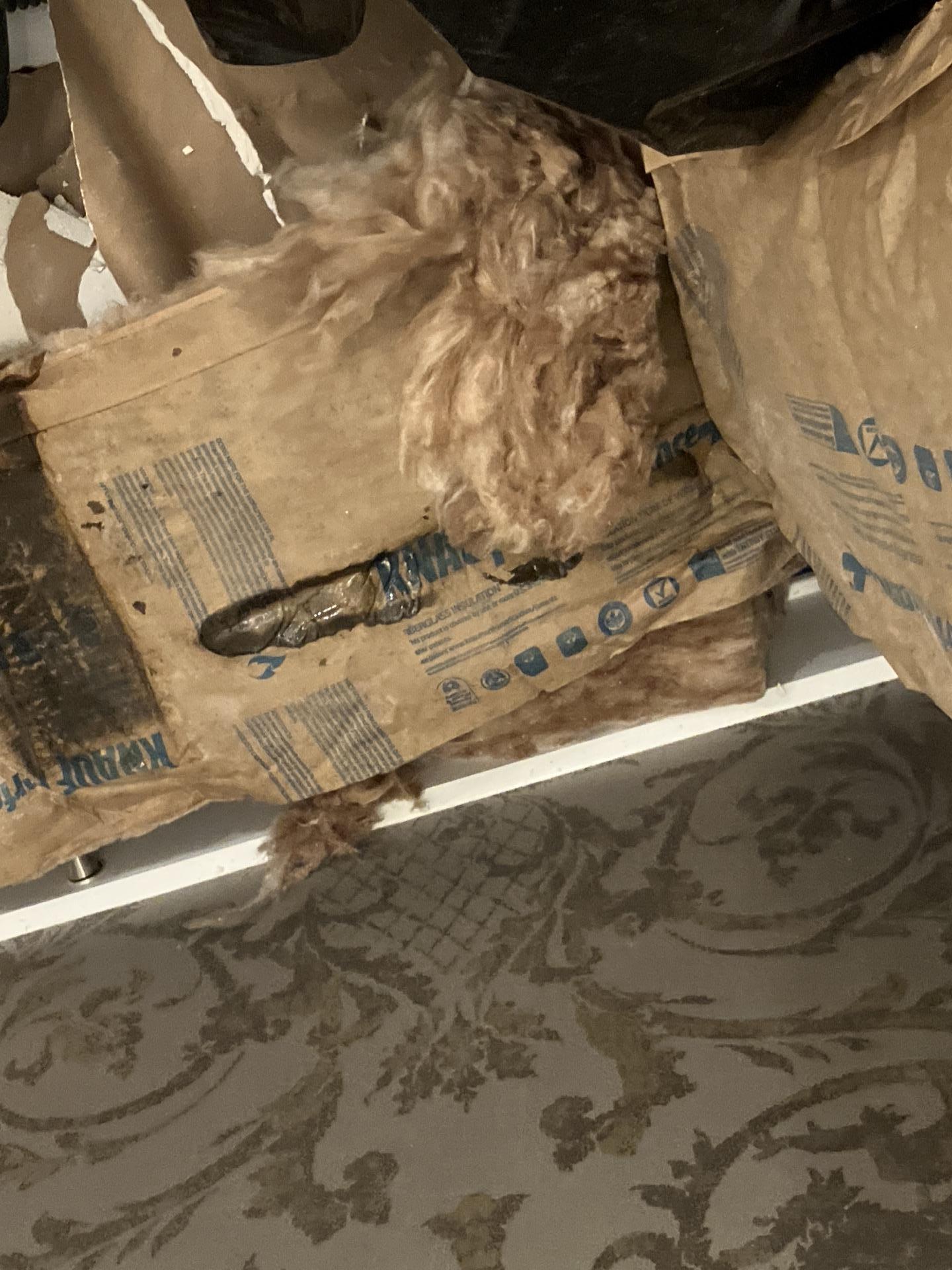 Dark mold growth discovered on kraft-faced fiberglass insulation removed from a residential wall cavity.