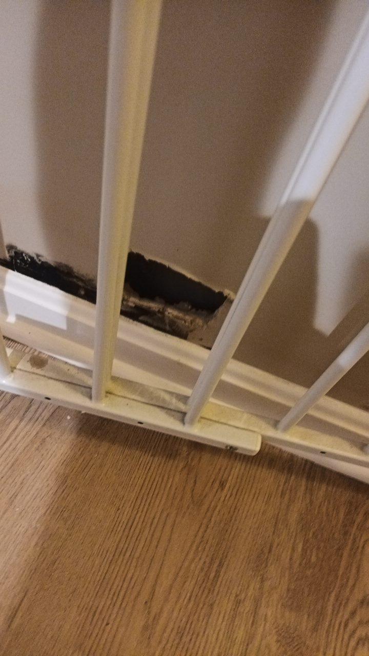 Close-up view of dark mold growth exposed behind a baseboard cutout along a lower drywall wall near a white safety gate.
