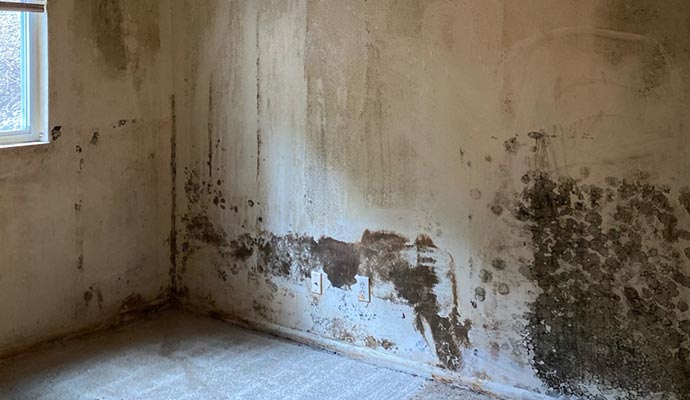Visible mold growing on an interior wall