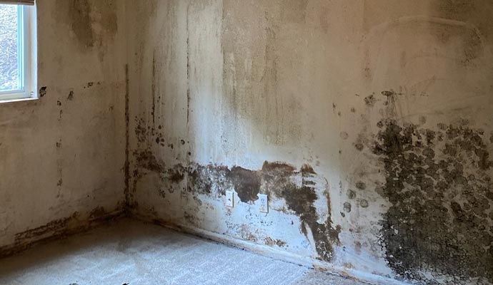 Mold remediation service