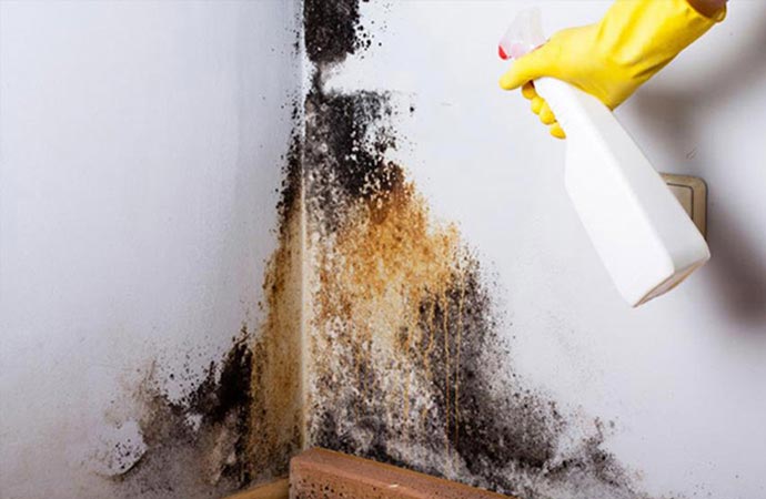 Mold And Mildew Smell Removal Service