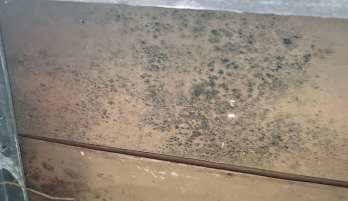 Mold remediation from card-board