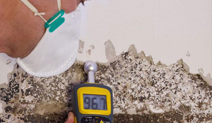 professional worker inspection mold on wall