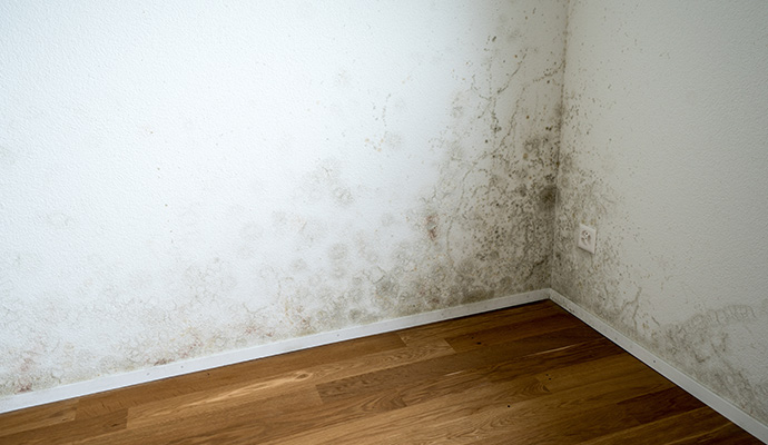 Extensive mold growth spreading on room walls.