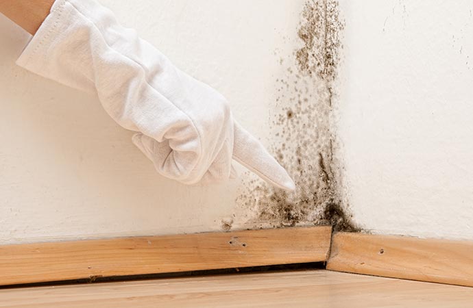 Mold Removal Fort Lauderdale