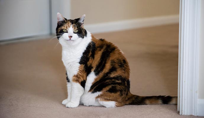 Pet friendly carpet home