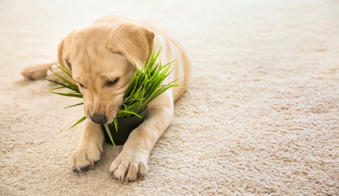 Pet sitting on carpet