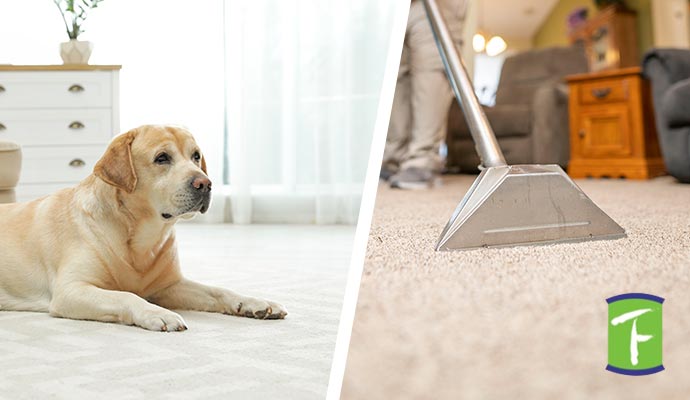 pet stain cleaning in Cincinnati