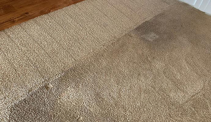 Growing carpet mold