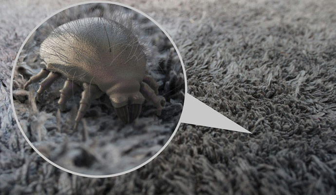 Professional Dust Mites Cleaning
