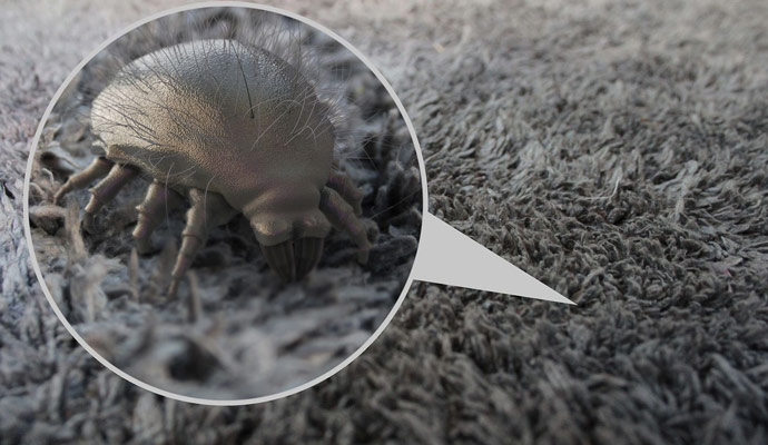 Professional Dust Mites Cleaning in Cincinnati | Teasdale Fenton