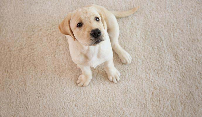 Yellow labrador puppy sitting on a clean residential carpet