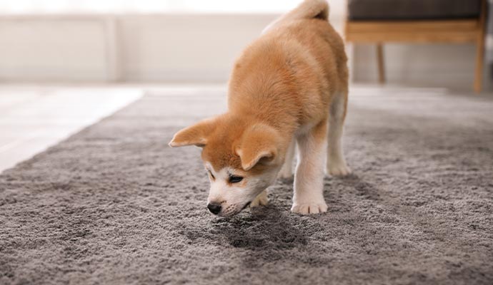 A puppy sniffing a pet stain on a grey carpet.