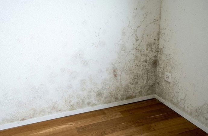 Reduce and Prevent Mold Growth