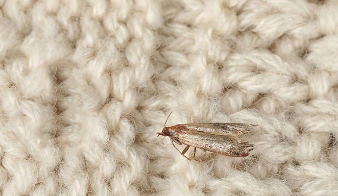 A macro shot of a single moth resting on a chunky woven rug