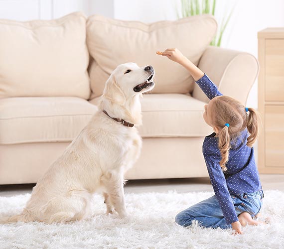 A young girl on her knees feeds a treat to a golden retriever dog in a bright living room with a fluffy white carpet