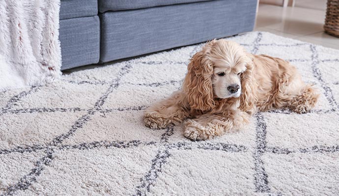 Dog on clean rug