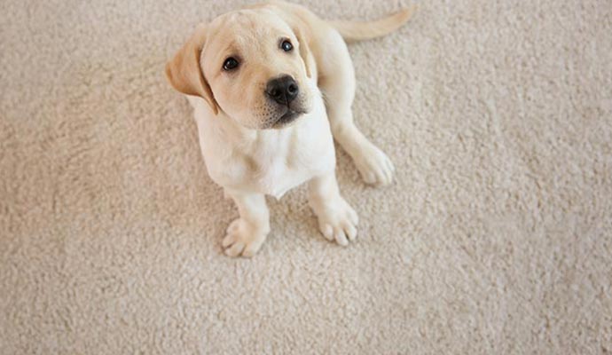 A small puppy with a fluffy tail sits on a clean, beige carpet