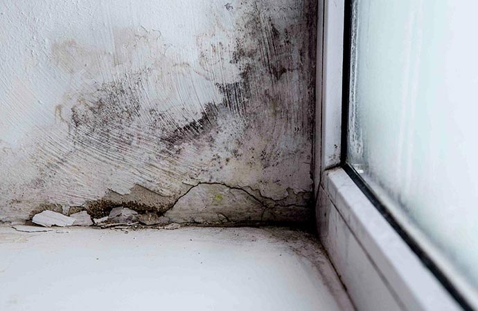 The Danger of Mold Growth at Your Home or Office