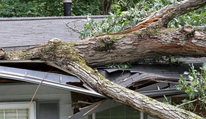 A tree fall in house