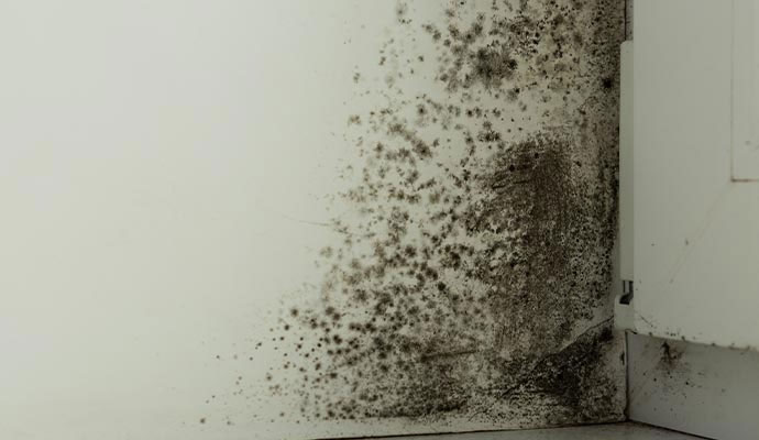 Visible black mold growing on an interior wall