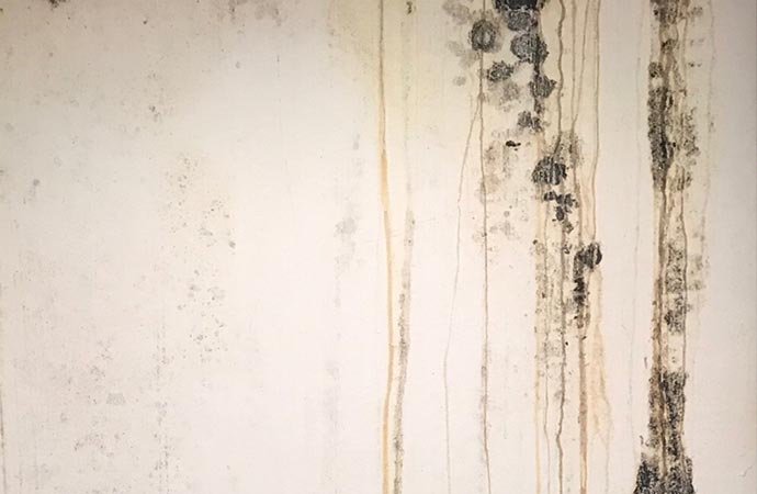 Black Mold Remediation