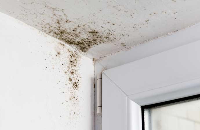 The Five Levels of Mold Remediation
