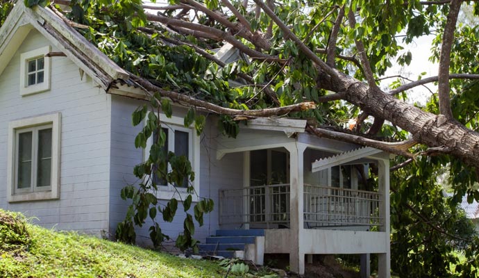 a disaster damaged house due to a tree has fallen onto the house